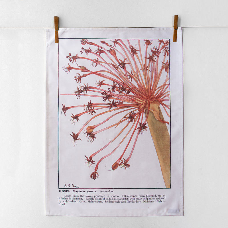 succulent tea towel TEA TOWEL : SUCCULENT SEEROGBLOM – DE NAGMAAL